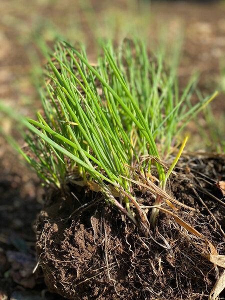 細ねぎ　ワケギ　苗　今が植えどき！あるととっても便利な細ねぎ！おまけ10本