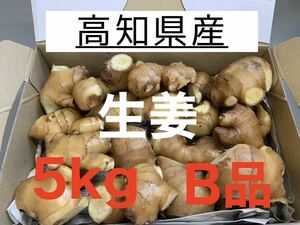 高知県産　生姜　しょうが　B品　5kg