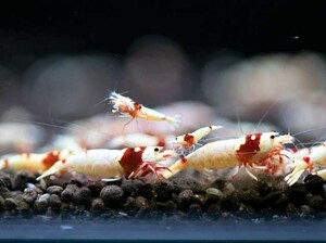 **. tail ..** Red Bee Shrimp 70 pcs 