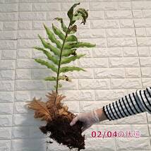 ☆1/22輸入☆39L ドリナリア 植物☆Drynaria quercifolia (ドリナリア　クエルシフォリア)Mt Ijen Wild/麋角羊歯_画像6