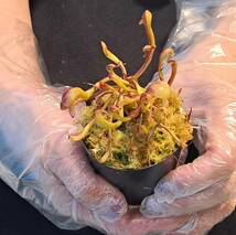 ☆1円スタート☆149 ダーリングトニア 植物☆Darlingtonia californica(ダーリングトニア・カリフォルニカ)/観葉植物/食虫植物_画像4