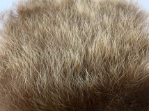 残りわずか フライマテリアル 68 極上毛色 ヒグマ 羆 金毛 毛針 毛鉤 テンカラ ヒグマの毛皮 _画像4