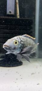 Oreochromis shiranus пара лот мужской 11. женский 10. Германия производство ребенок взяв .. фотография особь распродажа редкость Africa nsik крышка 