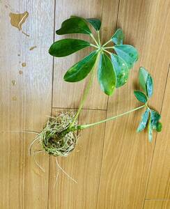 ホンコンカポック発根苗 観葉植物