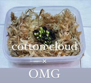 cotton cloud × OMG コットンクラウド　ミックス 胞子体 前葉体 胞子培養 スポア ビカクシダ　