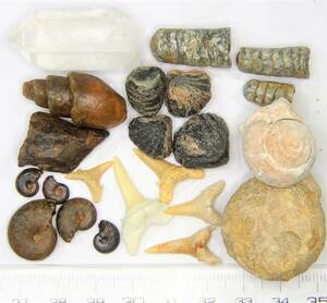 隕石・鉱物・化石標本９種　説明付