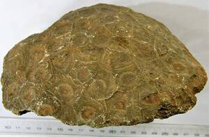 特大標本　４億年前に栄えた絶滅サンゴ　ヘキサゴナリア（Ａ）