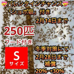 250匹＋死着補償20%→30%(冬季対策)バレンタインチャンスショボ吸付きオマケで餌付きヨーロッパイエコオロギSサイズ　送料無料