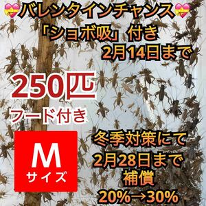 250匹＋死着補償20%→30%(冬季対策)バレンタインチャンスショボ吸付きオマケで餌付きヨーロッパイエコオロギMサイズ　送料無料