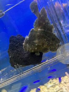 観賞魚・海水魚★カエルアンコウ±6〜7cm 1匹 （グリーン系）死着保証あり。　他同梱可能。