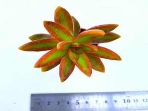 【051】多肉植物根付き苗 200品目出品！100円スタート！【カリフォルニアレインボー】（セダム）