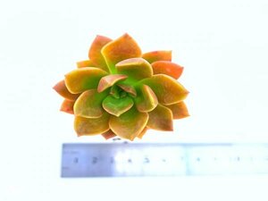 【060】多肉植物根付き苗 200品目出品！100円スタート！【コスピダトム】（セダム）