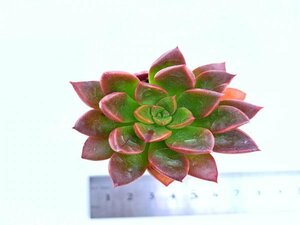 【043】多肉植物根付き苗 200品目出品！100円スタート！【ルーズバンクロフト】（グラプトべリア）