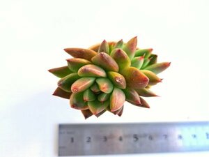 【163】多肉植物根付き苗 200品目出品！100円スタート！【レッドクォーツ】エケベリア　多数出品！