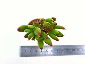 【030】多肉植物根付き苗 200品目出品！100円スタート！【モンキーネイル】（コチレドン）