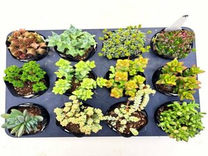 【008】多肉植物根付き苗 9ｃｍポット苗 12入り！ 64セット限りの出品！1000円スタート！【クラッスラ】