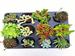 【010】多肉植物根付き苗 9ｃｍポット苗 12入り！ 64セット限りの出品！1000円スタート！【クラッスラ】