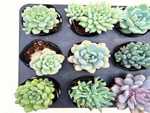 【012】多肉植物根付き苗 9ｃｍポット苗 12入り！ 64セット限りの出品！1000円スタート！【パキベリア】_画像2