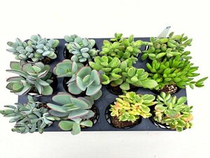 【015】多肉植物根付き苗 9ｃｍポット苗 12入り！ 64セット限りの出品！1000円スタート！【コチレドン】