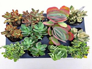 【016】多肉植物根付き苗 9ｃｍポット苗 12入り！ 64セット限りの出品！1000円スタート！【カランコエ】