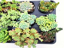 【019】多肉植物根付き苗 9ｃｍポット苗 12入り！ 64セット限りの出品！1000円スタート！【セダム】_画像3