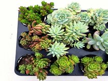 【020】多肉植物根付き苗 9ｃｍポット苗 12入り！ 64セット限りの出品！1000円スタート！【セデベリア】_画像2