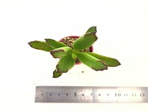 【020】多肉植物根付き苗 200品目出品！100円スタート！【カンパニュラータ】（コチレドン）