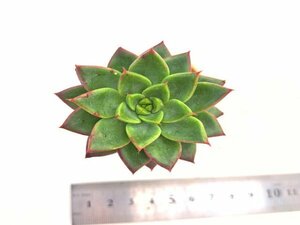 【182】多肉植物根付き苗 200品目出品！100円スタート！【レッドエボニー×トリマネンシス】（エケベリア）