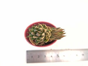 【092】多肉植物根付き苗 200品目出品！100円スタート！【ヤコブセニア】（ハオルチア）