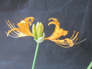  мешочек рисовое поле [.......] успех . конец 23 год цветение лампочка Saitama производство .. цветок . желтый цвет луковица 1 шт (10 месяц 5 день фотосъемка ) осенний цветок цвет * цветочный принт фотография .. судить прошу 