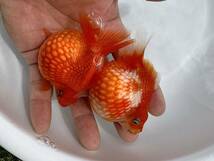 国産★ピンポンパール☆2匹★約8.5cm★2歳☆上質★丈夫☆金魚★観賞魚☆まん丸遺伝子★可愛い！飼育！カラフル☆アクアリウム_画像4