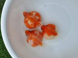 国産★ピンポンパール☆2匹+おまけ★約9.0cm★明け2歳☆上質★丈夫☆金魚★観賞魚☆まん丸遺伝子★可愛い！飼育！カラフル☆アクアリウム