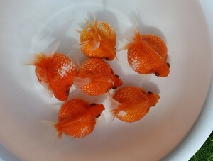 国産★ピンポンパール☆4匹+おまけ★約9.0cm★明け2歳☆上質★丈夫☆金魚★観賞魚☆まん丸遺伝子★可愛い！飼育！カラフル☆アクアリウム