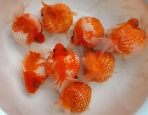 訳あり！国産★ピンポンパール☆8匹★約～10.5cm★明け2歳☆上質★金魚★観賞魚☆まん丸遺伝子★可愛い！飼育！カラフル☆アクアリウム_画像3