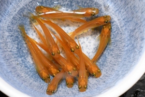 【メダカ屋猫飯】2月のプレ企画中！オレンジメダカ・15匹　　　銀２9　　現物　メダカ　