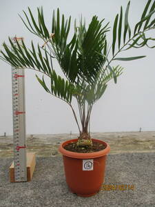 ザミア、メキシコソテツ（フロリダーナ）⑯　4.5号鉢　観葉植物