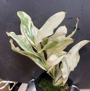 △N.ampullaria”variegata”斑入り　ES　　ウツボカズラ　Nepenthes属　食虫植物　 