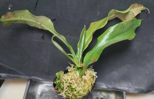 △N. rafflesiana 　”nivea”　ウツボカズラ　Nepenthes属　食虫植物 