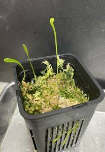△U. alpina（ミミカキグサ）食虫植物 Utricularia