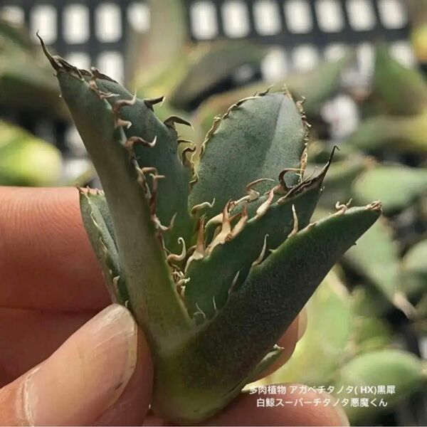 多肉植物 アガベチタノタ( HX)黒犀白鯨スーパーチタノタ悪魔くん1株入り