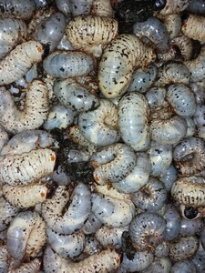 茨城産 天然 カブトムシ幼虫 500匹