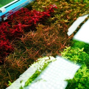 5種 水草セット グリーンロタラ sp hra   ロタラマクランドラ ミリオフィラムガイアナドワーフの画像7