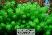 8種水草セット　グリーンロタラ　sphra エキノドルステネルス　ミリオフィラムガイアナドワーフ　マクランドラ　ブラッドレッド_画像6