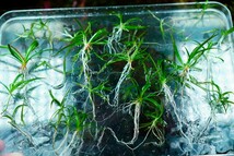 8種水草セット　グリーンロタラ　sphra エキノドルステネルス　ミリオフィラムガイアナドワーフ　マクランドラ　ブラッドレッド_画像10