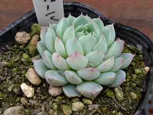 バターボール 多肉植物 エケベリア 抜き苗