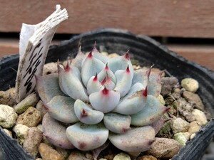 さくらドロップ 多肉植物 エケベリア 抜き苗