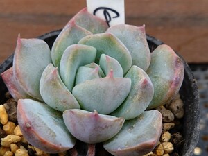 白雪姫 多肉植物 エケベリア 抜き苗