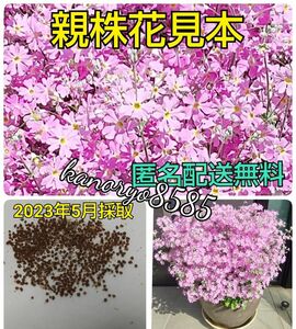 配送無料 桜草 さくら草 さくらそう サクラソウ 種 タネ たね ピンク 春 可愛い花 プランター 花壇 寄せ植え ガーデニング 