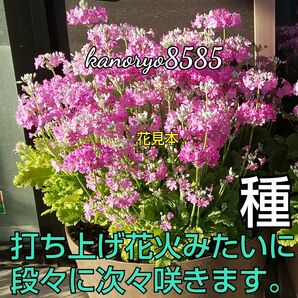 配送無料 桜草 さくら草 さくらそう サクラソウ タネ たね ピンク 秋春薪 可愛い花 プランター 花壇 寄せ植え ガーデニング 