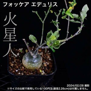 2SD 実生 火星人 フォッケア エデュリス コーデックス 塊根植物